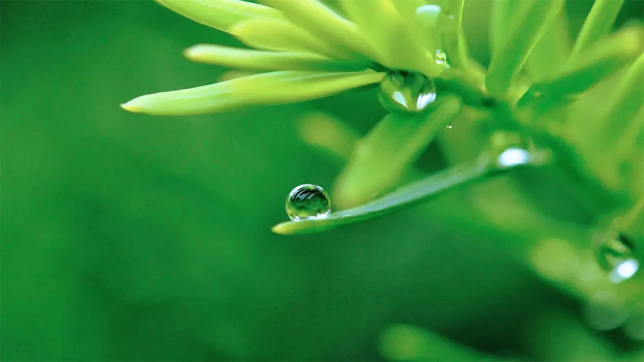 不求自己的喜悦（罗15:1-7）